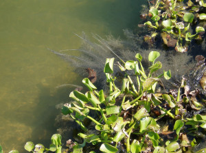 Slide-7-Floating-hyacinths-with-micro-flocs-attached-to-roots