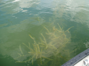 _-Slide-7-Submerged-Aquatic-Vegetation-with-Micro-Flocs